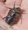 Potosia cuprea olivacea